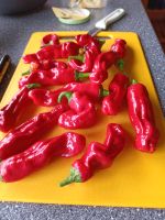 Peter Pepper pen..chili, sehr ertragreiche chili schärfe 6 Nordrhein-Westfalen - Blomberg Vorschau