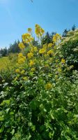 Samen Weißer/gelber Senf, bietet Pollen für Wildbienen Sachsen - Zettlitz bei Rochlitz Vorschau