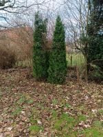 Lebensbäume zu selbstausgraben gegen doppel t träger3 m,, 8cm Niedersachsen - Dassel Vorschau