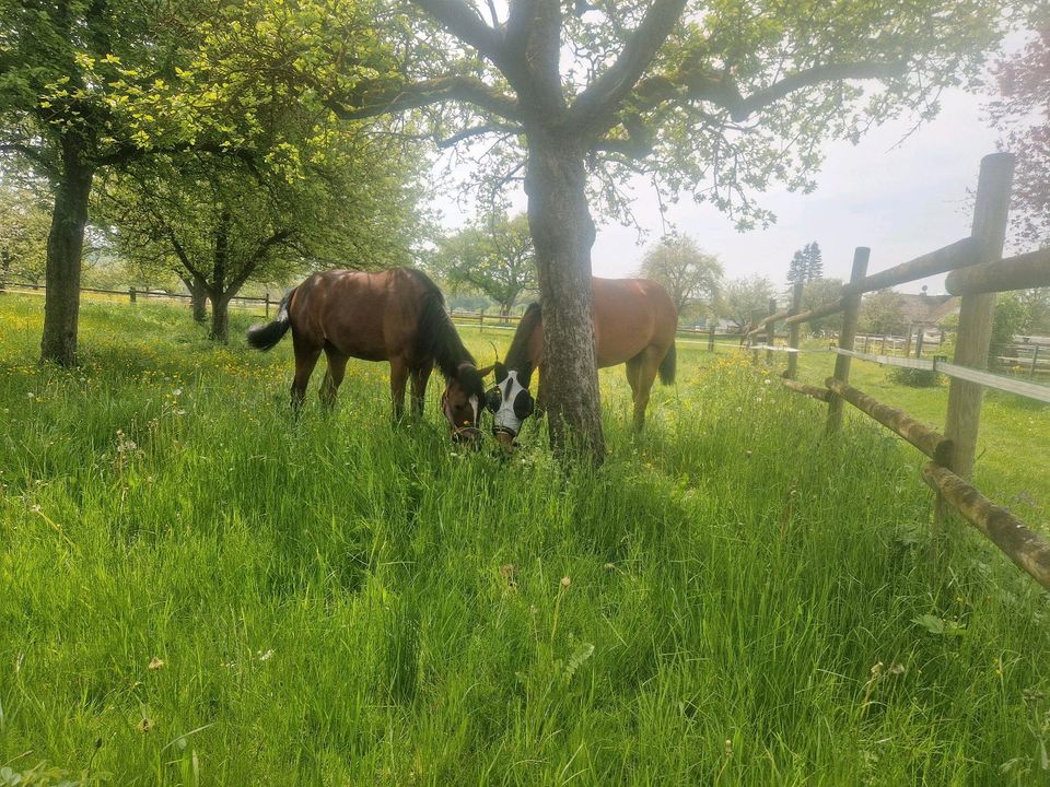 Pferdebox oder Sommerweide  für Wallach/Stute in Grabenstetten