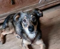 Lilly❤️ sucht ihre Menschen Nordrhein-Westfalen - Kempen Vorschau