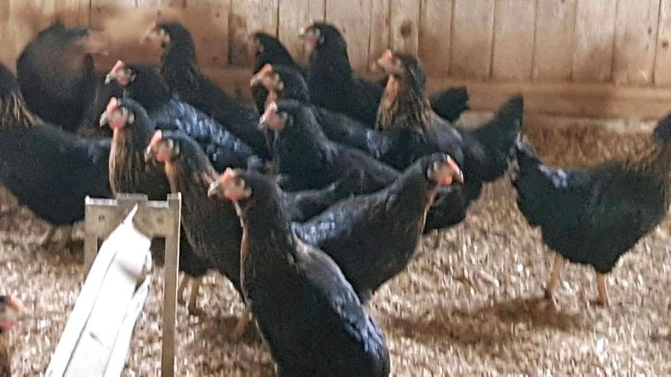 Hühner -legereife Grünleger und Maranhennen in Glüsing