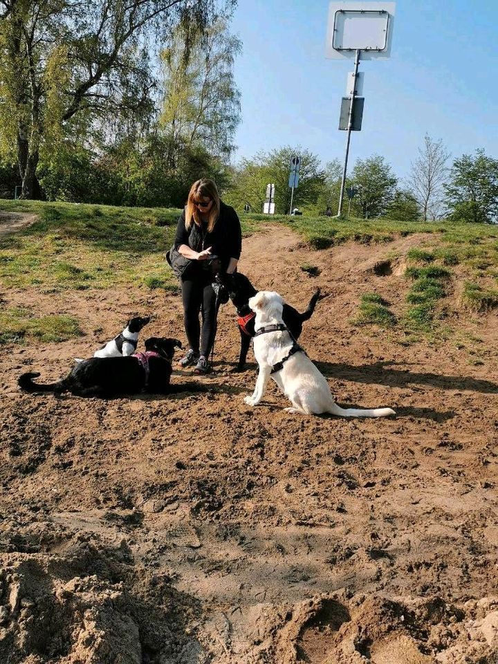 Mobiler Gassi-Service als Dogwalker inkl. Abhol- und Bringservice in Willich