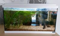 Aquarium 54 L mit ganzem Zubehör und Fische Niedersachsen - Sassenburg Vorschau