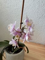 Orchidee ohne Übertopf Baden-Württemberg - Esslingen Vorschau