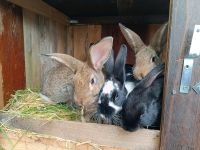 Kaninchen Mist kostenlos abzugeben. Thüringen - Weimar Vorschau