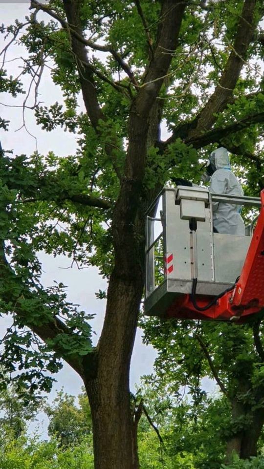 Eichenprozessionsspinner Entfernung EPS Bekämpfung in Beckum