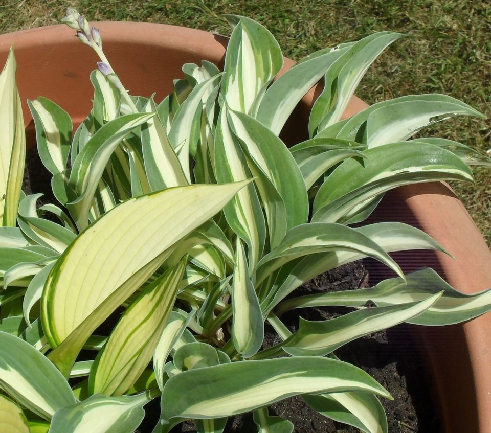 4 kleine hosta funkien   siehe scan in Weißenbrunn Kreis Kronach