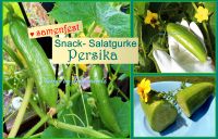 ♥BIO Mini Snack Gurke Persika Samen Alte Sorte Gemüse Tulpenstolz Eimsbüttel - Hamburg Schnelsen Vorschau