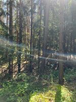 Wald Kiefer Thüringen - Jena Vorschau