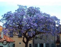 Blauglockenbaum Hessen - Bürstadt Vorschau