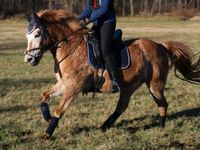 Reitpony-Stute in Teltow sucht Mensch Brandenburg - Teltow Vorschau