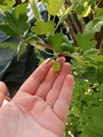 Beeren Quartett Stachelbeere Johannesbeere Pflanze winterhart Nordrhein-Westfalen - Telgte Vorschau