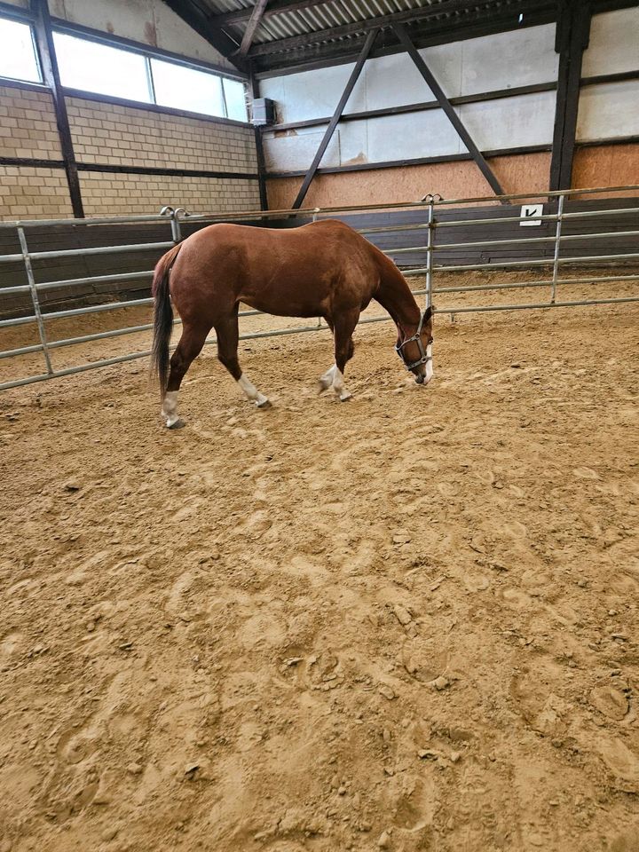 4-jährige, hübsche Quarter Horse Stute von CSG in Iserlohn