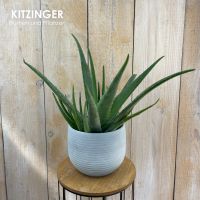 Echte Aloe/Aloe Vera/Zimmerpflanze/Pflanze für das Schlafzimmer Hessen - Rodenbach Vorschau
