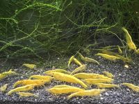 Yellow Fire Neon / Gelbe Zwerggarnelen - 10 Tiere - 25€ Nordrhein-Westfalen - Rüthen Vorschau