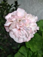 SPEZIAL  PELARGONIE  DENIS,JUNGPFLANZE Bayern - Klosterlechfeld Vorschau