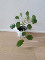 Pilea, Geldbaum, Ufopflanze Baden-Württemberg - Konstanz Vorschau