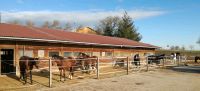 Große Pferdeboxen, schöne Reitanlage, Paddock Reitplatz, Weiden Baden-Württemberg - Wört Vorschau