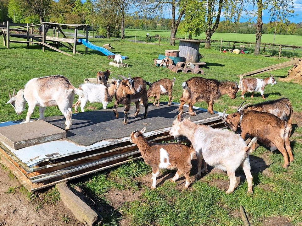 Zwergziegen in Melle