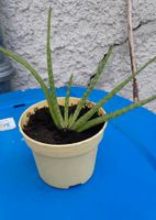 Aloe Vera Ableger Hessen - Felsberg Vorschau