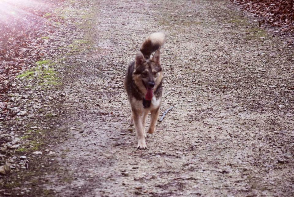 Filip sucht sein Zuhause in Rennertshofen