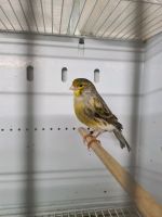 Kanarienvögel guter Sänger Saarland - Quierschied Vorschau