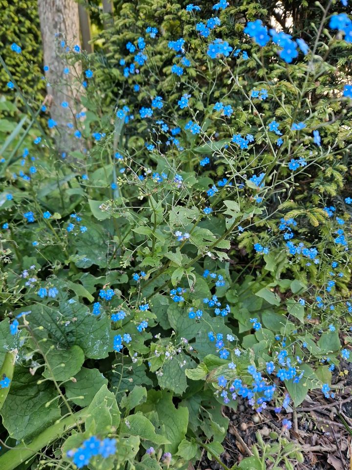 Kaukasus-Vergissmeinicht, Brunnera macrophylla in Neuenbrook