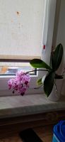 Orchidee Zimmerpflanze Sachsen - Coswig Vorschau