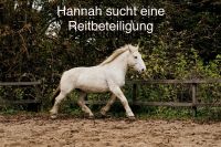 Pferde und Ponys suchen Dich Schleswig-Holstein - Rümpel Vorschau