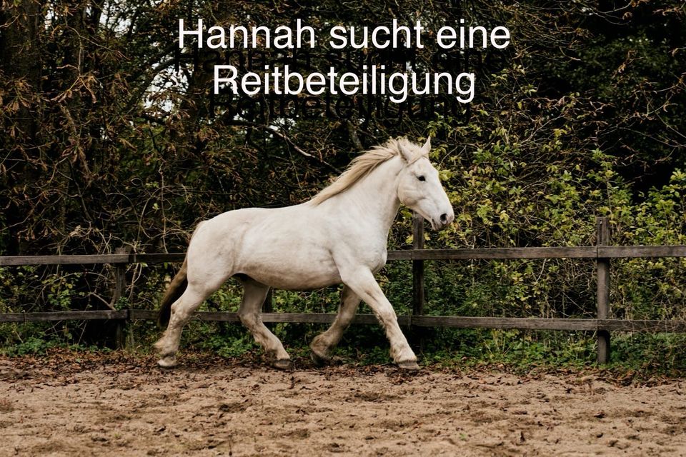 Pferde und Ponys suchen Dich in Rümpel