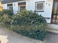 Großer Kirschlorbeer - immergrüne Heckenpflanze Hessen - Taunusstein Vorschau