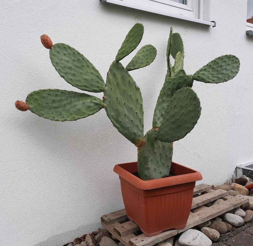Feigenkaktus, Kaktusfeige in Bad Grönenbach