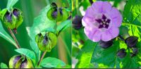 Blaue Lampionblume, Giftbeere, Jungpflanzen, Nicandra physaloides Wandsbek - Hamburg Wellingsbüttel Vorschau