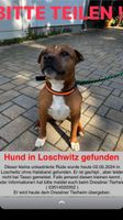 Hund gefunden vermisst Sachsen - Freital Vorschau