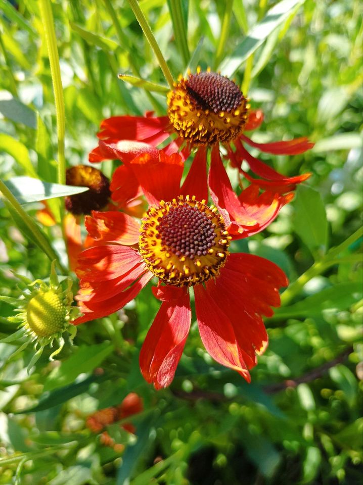 Blumenstaude in Hohenwestedt