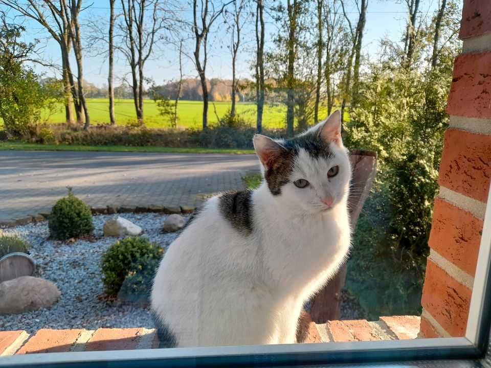 Katze entlaufen in Voltlage