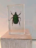 Insekten Sammlung in Kunstharz Ameise Käfer Spinnen Skorpione Thüringen - Pössneck Vorschau