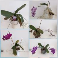 Orchidee Pflanze Thüringen - Erfurt Vorschau