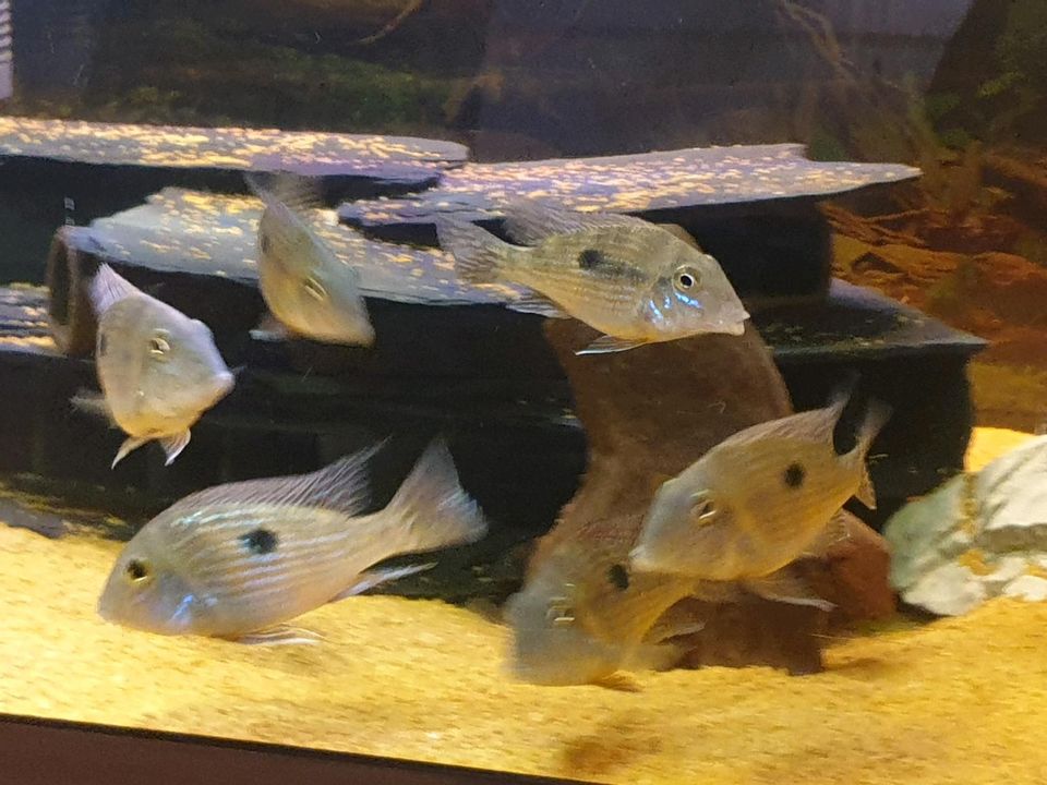 Geophagus parnaibae in Bremerhaven