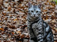 Kater Archie wird immernoch schmerzlich vermisst! Nordrhein-Westfalen - Versmold Vorschau