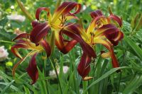 Taglilie - Hemerocallis - DANCING ON AIR - DF Bochum - Bochum-Süd Vorschau