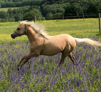 Deutsches Reitpony Jährlingshengst Palomino Bayern - Deining Vorschau