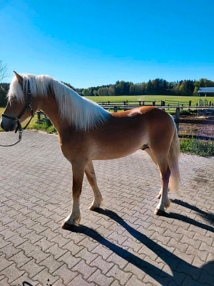 eleganter 2 jähriger Edelblut-Haflinger-Hengst-Anwärter/ Wallach in Ebersberg