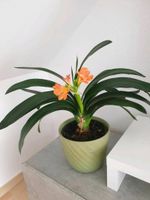 Zimmer Pflanze Klivie - Clivia miniata, orange Bayern - Erding Vorschau