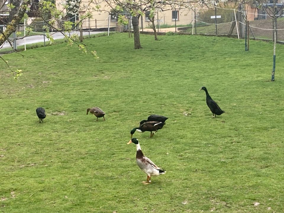 Junge laufenten Schnecken Enten suche ein neues Zuhause in Ebersbach an der Fils