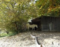 Offenstallplatz in Biburg Bayern - Diedorf Vorschau