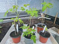 6 Tomatenpflanzen (mal andere Sorten) Brandenburg - Wildenbruch Vorschau