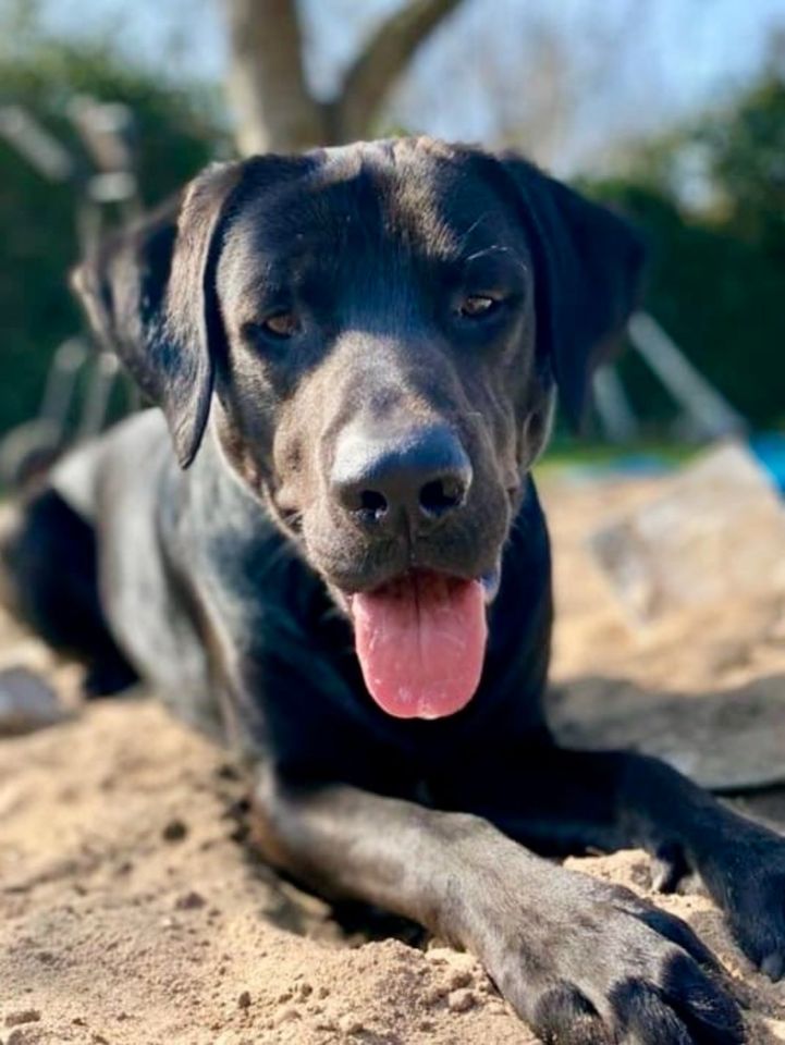 Labrador, Rüde (intakt), 4 Jahre in Raisdorf