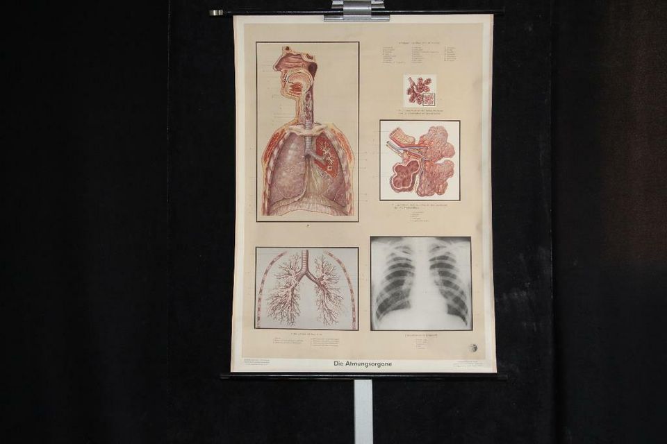 Alt Schulkarte Atmungsorgane oder Wunschmotiv Medizin Lehrtafel in Berlin